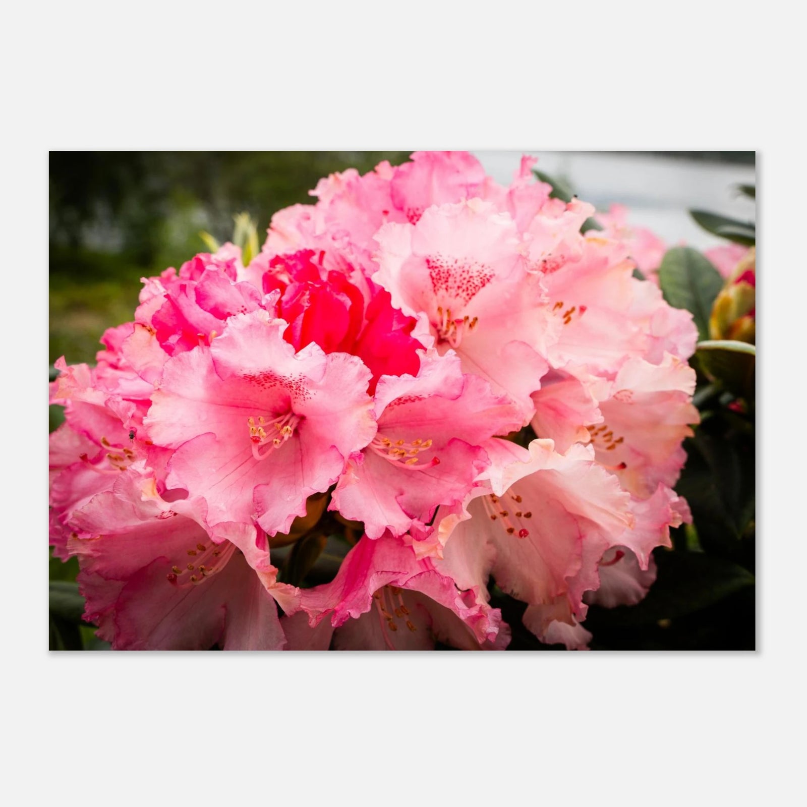 Pink Rhododendron Highlands Wall Art  Scottish Flower Print