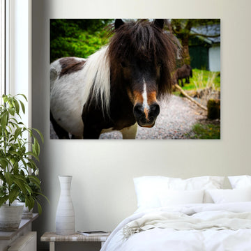 Shetland pony wall art with shaggy pony standing in grassy Scottish field