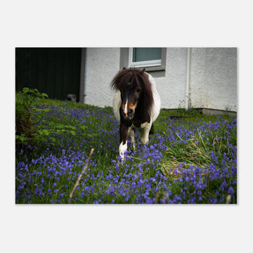 Highland pony wall art showing a small Scottish pony with a dark fluffy mane walking through purple-blue flowers in front of a white cottage wall