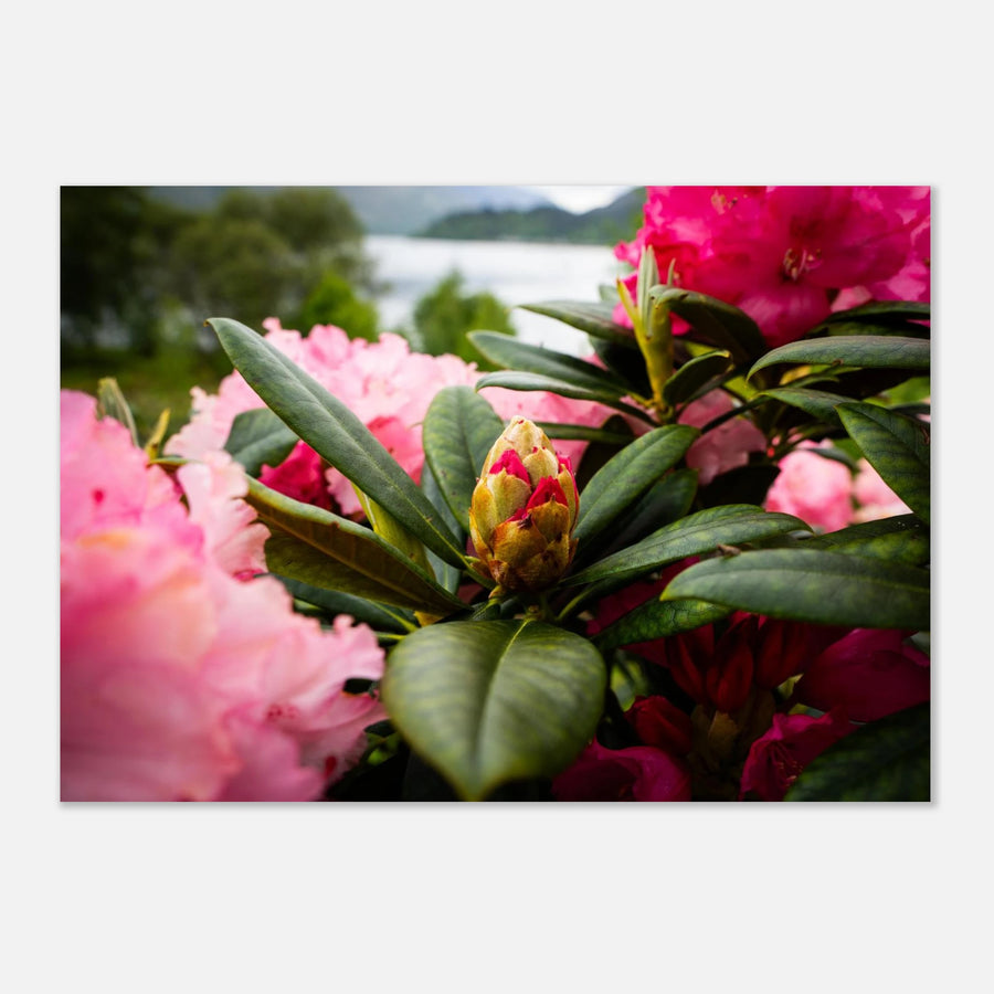 Rhododendron Highlands wall art showing a close-up rhododendron bud surrounded by glossy green leaves and soft pink blossoms with a blurred loch and hills in the background