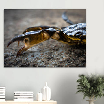 Crab Claw wall art showing a close-up crab pincer and shell lying on textured stone with shallow depth of field and soft blurred background