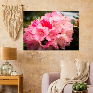 Pink Rhododendron Highlands Wall Art  Scottish Flower Print