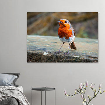Red robin bird wall art print with bright red breast on natural background