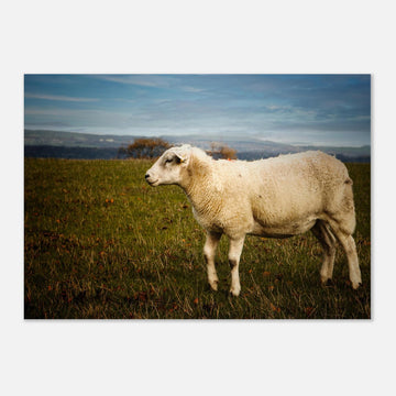 Scottish lamb wall art with single lamb standing in grassy Highland field