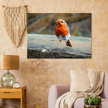 Red robin bird wall art print with bright red breast on natural background