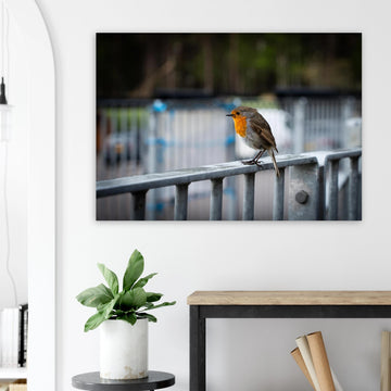 Robin Glencoe Mountain Resort wall art showing a small orange-breasted robin perched on a metal railing with a soft blurred background of railings and trees