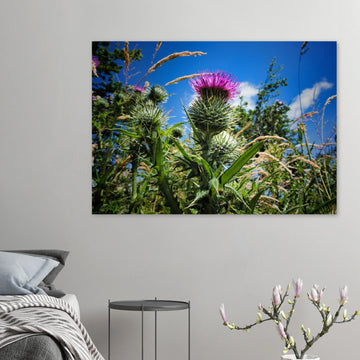 Thistle flower wall art with purple blooms and spiky green leaves in soft focus