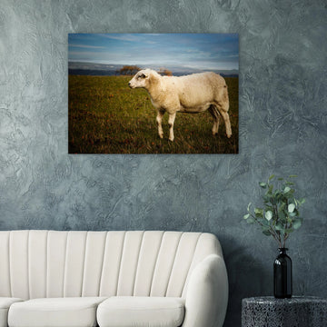 Scottish lamb wall art with single lamb standing in grassy Highland field