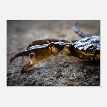 Crab Claw wall art showing a close-up crab pincer and shell lying on textured stone with shallow depth of field and soft blurred background