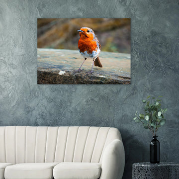 Red robin bird wall art print with bright red breast on natural background